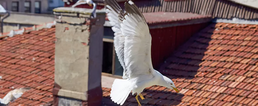 Residential Chimney Animal Removal Solution in Chillicothe, OH