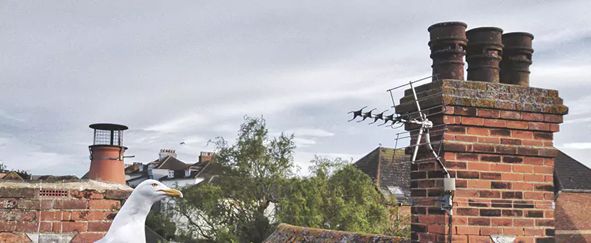 Chimney Cleaning And Restoration in Chillicothe, Ohio